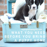 What You Need Before You Bring a Puppy Home | mybigfathappylife.com