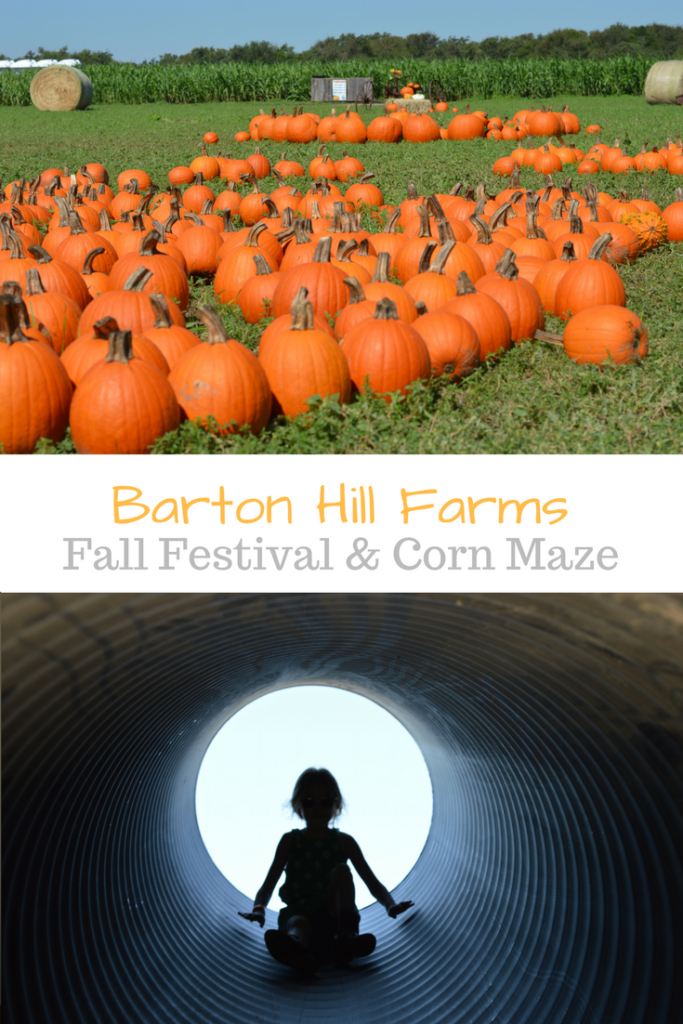 Barton Hill Farms Fall Festival and Corn Maze - Austin, TX | mybigfathappylife.com