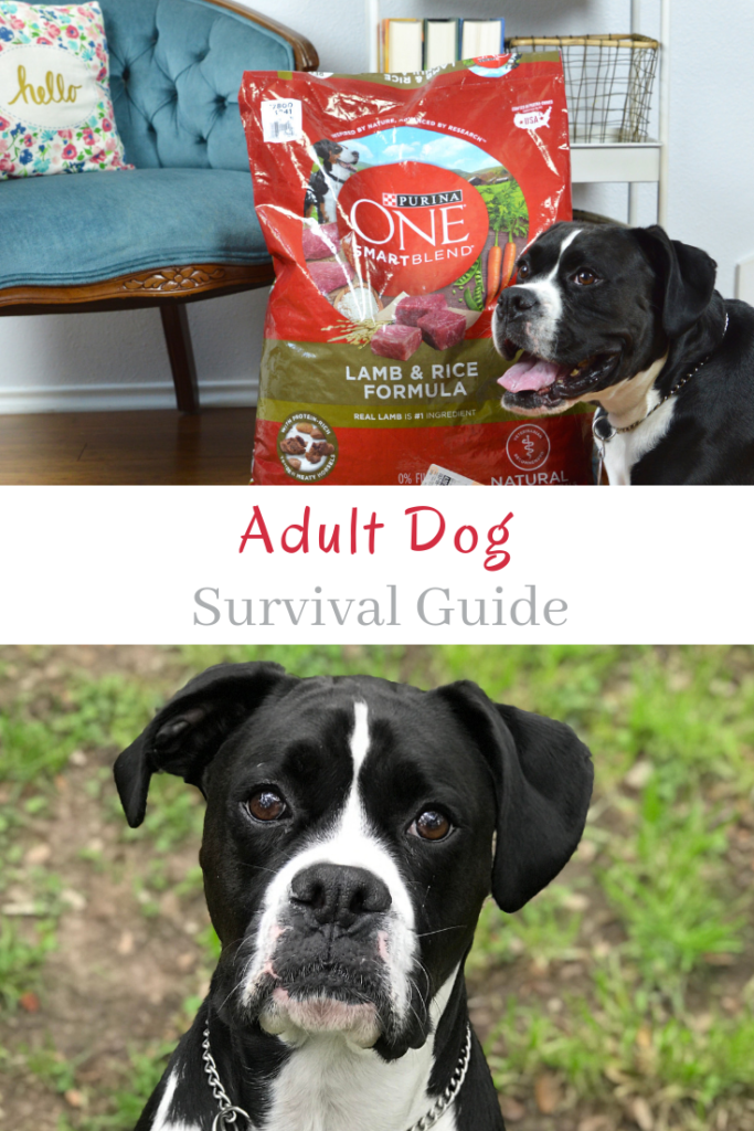 Adult Dog Survival Guide