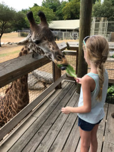 While Waco is most famously known for Magnolia Market and Chip and Joanna Gaines there is so much to do in the city especially for kids.  I am sharing the best 8 things to do in Waco with kids!