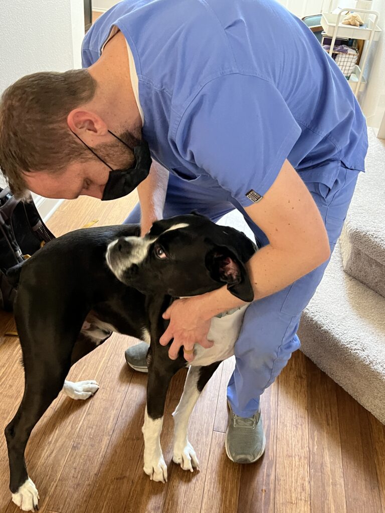 All the reasons why you should use The Vets a mobile veterinary service that provides medical care in the comfort of your home.